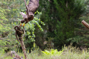 vogelvlucht buizerd