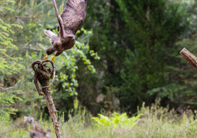 Buizerd in Vogelvlucht