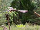vogelvlucht buizerd