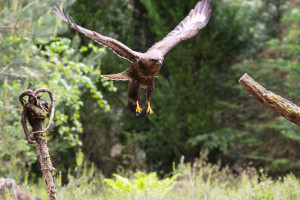 vogelvlucht buizerd