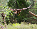 vogelvlucht buizerd