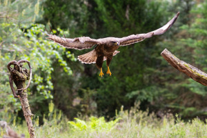 vogelvlucht buizerd