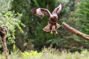 vogelvlucht buizerd