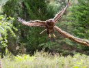 vogelvlucht buizerd