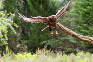 vogelvlucht buizerd