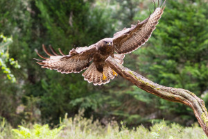 vogelvlucht buizerd