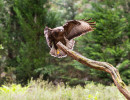 vogelvlucht buizerd