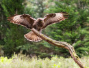 vogelvlucht buizerd