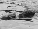 zeehonden img