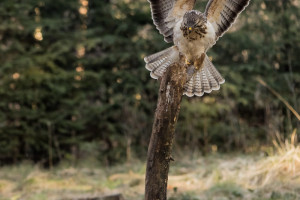 buizerd witj5a1356 bewerkt