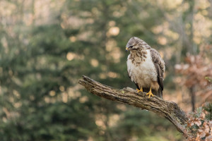 buizerd witj5a1367