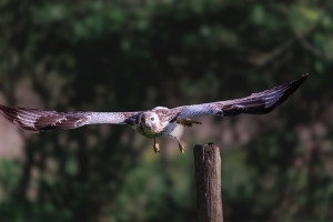 Buizerd 
