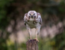 vogels imgl6716