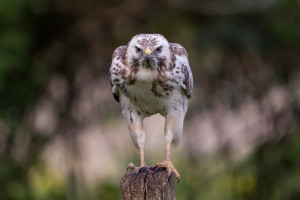 vogels imgl6716