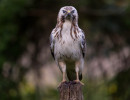 vogels imgl6769