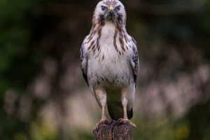 vogels imgl6769