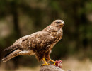 buizerd img